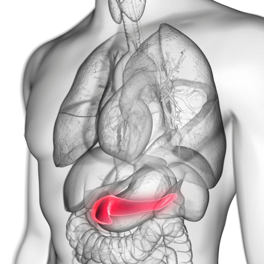 endocrine system pancreas